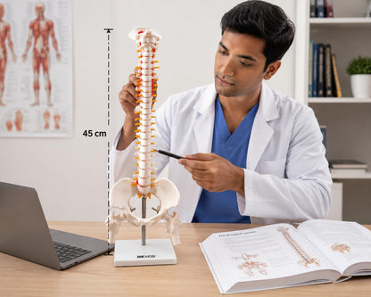 45cm Human Spinal Cord Model with Vertebral Column - Anatomical Spine Model for Medical Students & Doctors - Features Spinal Nerves, Intervertebral Discs, Pelvis & Detachable Femur Heads